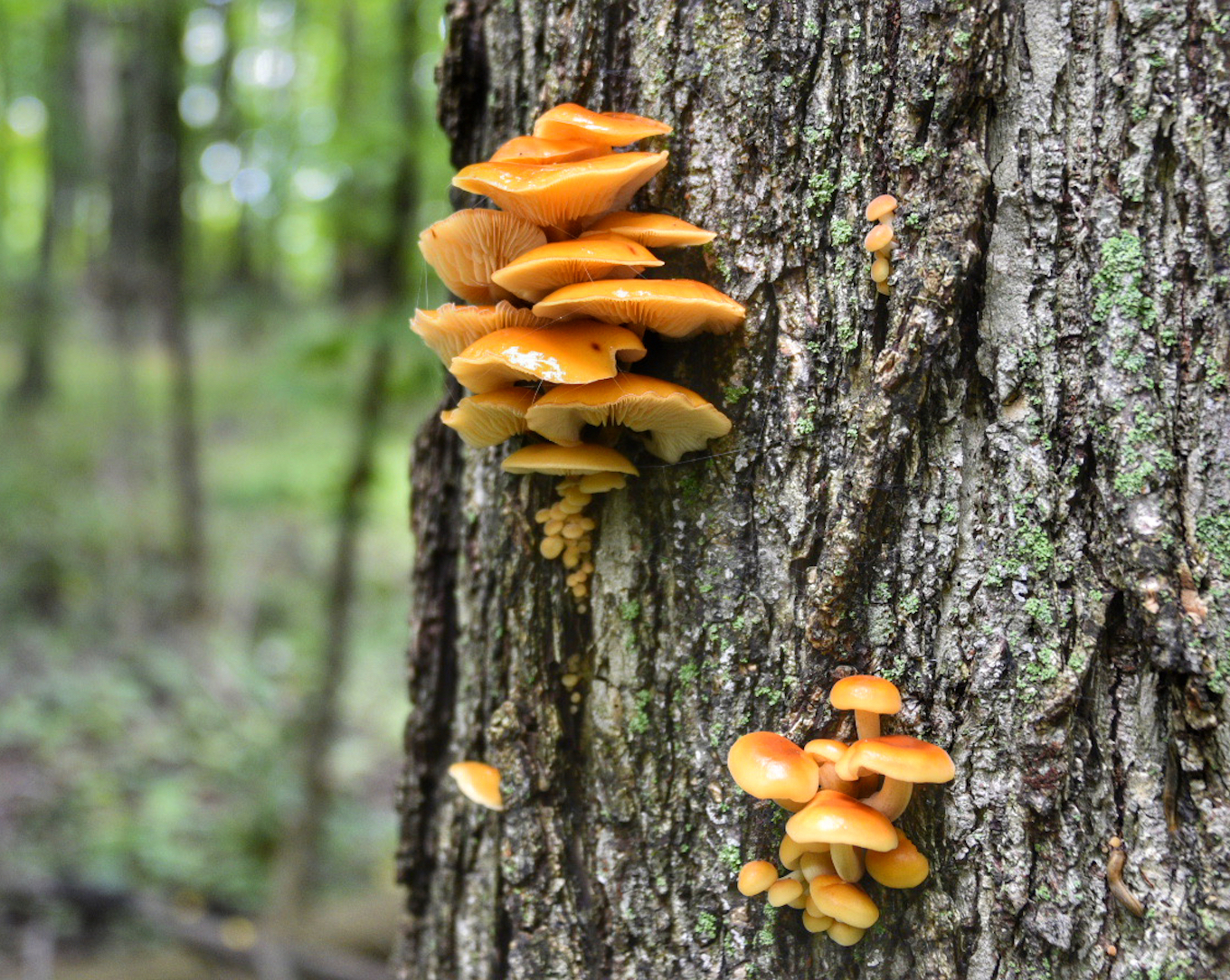 Una foto macro del bosque que muestra hongos que crecen al costado de un árbol.