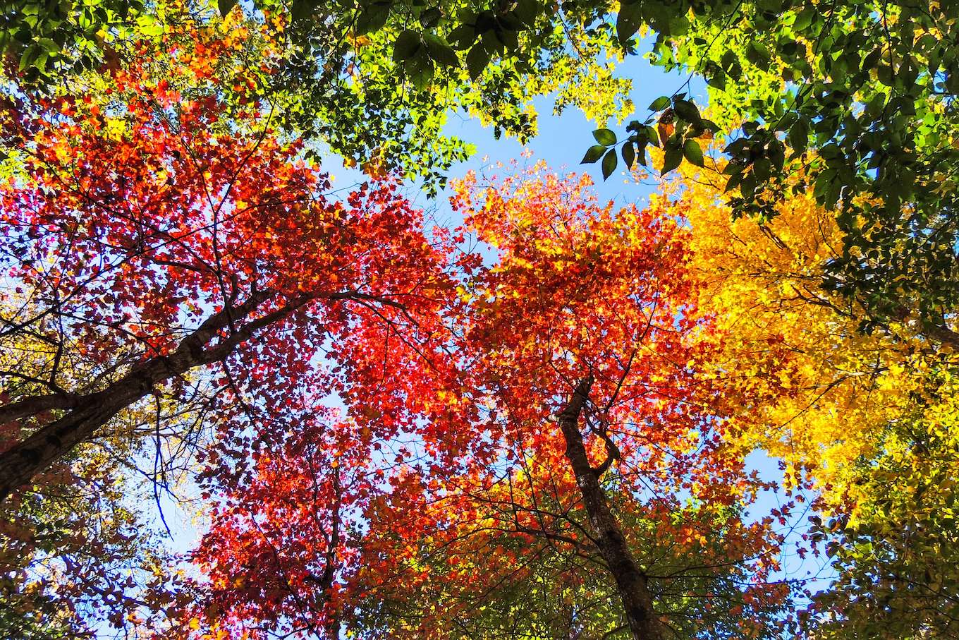 Una foto de otoño de hojas contra el cielo.