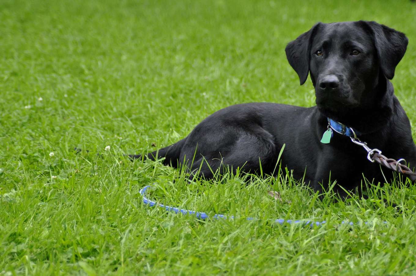 Una foto de un perro negro rodeado de hierba verde para demostrar el uso de un fondo simple en la fotografía de mascotas.