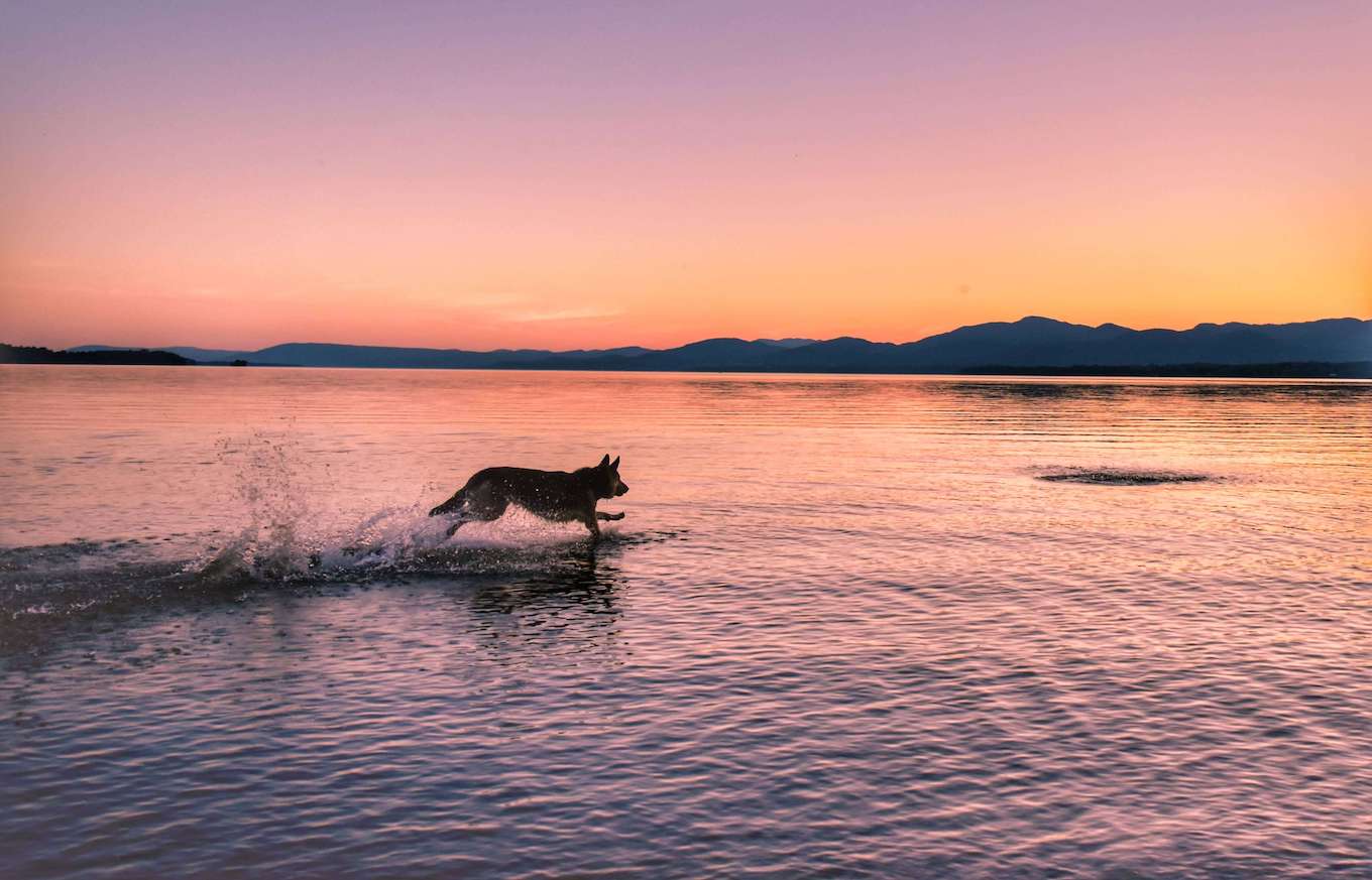 Una foto de un perro corriendo por un lago al atardecer para demostrar el modo de ráfaga para la fotografía de mascotas.