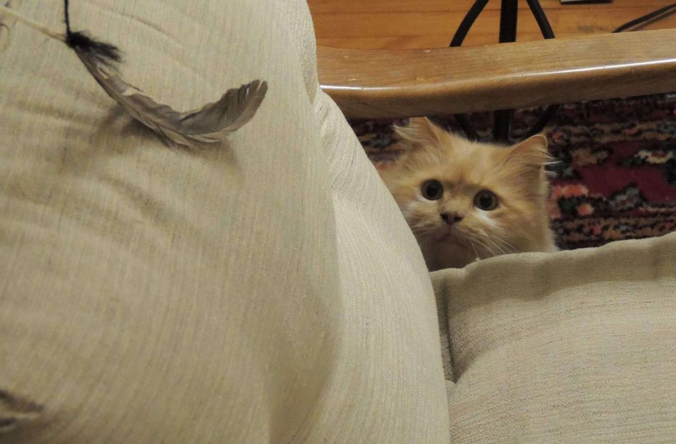 Una foto de mascota de un gato mirando fijamente una pluma, listo para saltar.