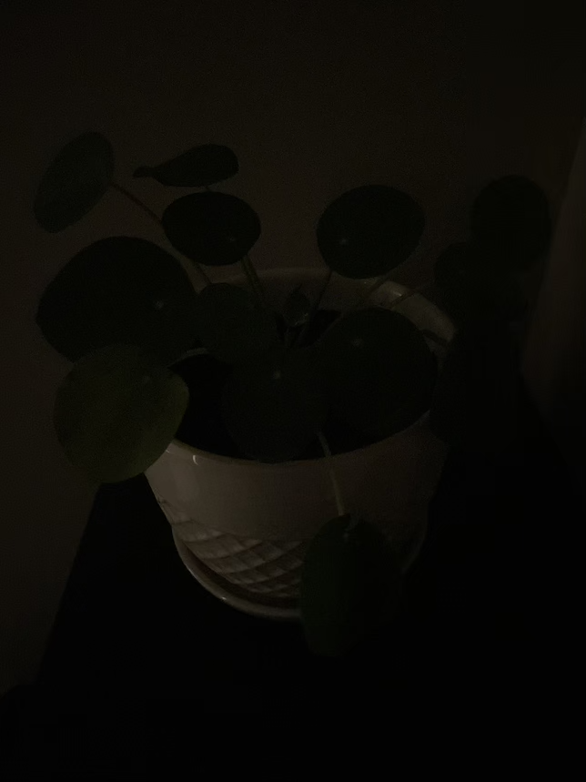 Imagen de una planta de dinero usando el modo Retrato de iOS con poca luz.