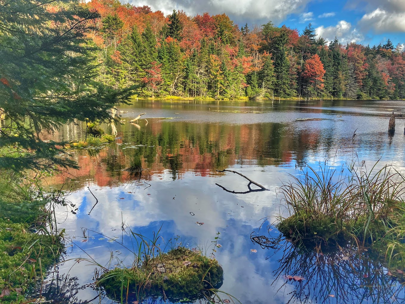 Una foto del bosque que muestra el follaje de otoño que se refleja en un pequeño estanque.