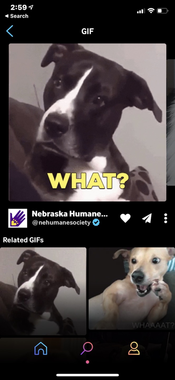 Captura de pantalla que muestra cómo convertir GIF en fotos en vivo a través de GIPHY