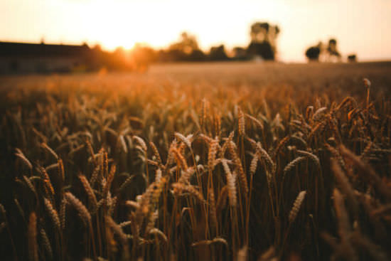 kaboompics_Sunset_&_field_of_grain